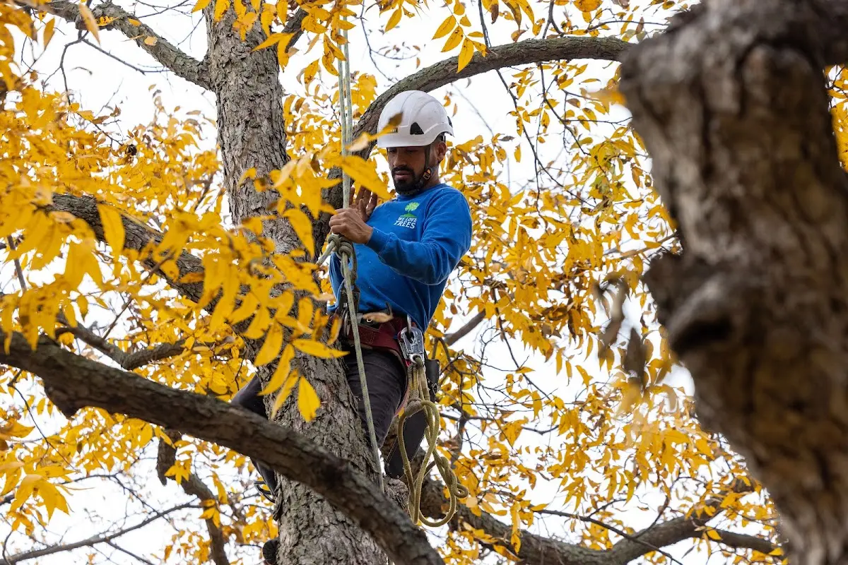 Skilled Tree Planting crew working in West Liberty