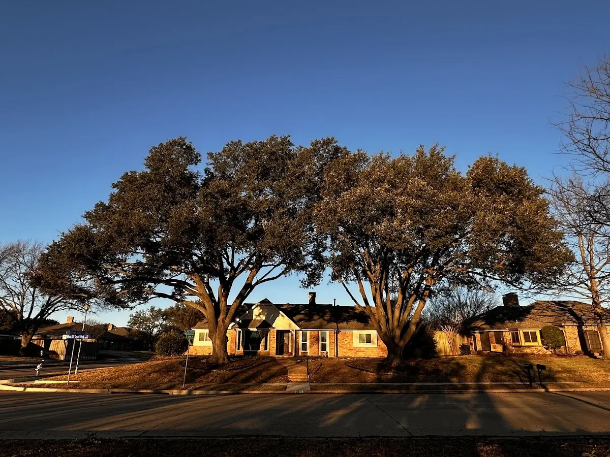 Established residential canopy tree shading a home in West Liberty
